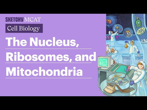 Nucleus, Ribosomes & Mitochondria: Cellular Functions (Full Lesson) | Sketchy MCAT