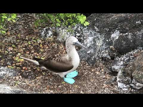 アオアシカツオドリ (Sula nebouxii) ガラパゴス