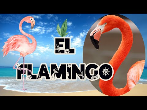 EL FLAMINGO 🦩  | Videos educativos para niños | Los animales  | Documentales para niños