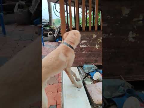 our dog #music #krithikadiya