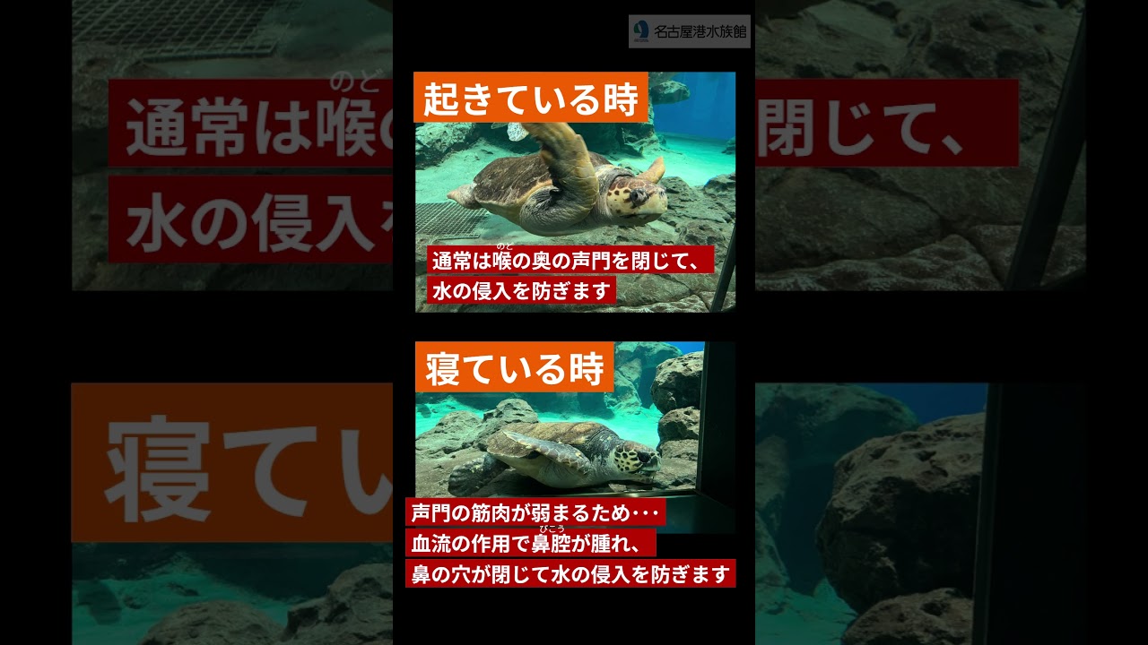 ウミガメの鼻の穴は水中で閉じる？！ #名古屋港水族館 #shorts