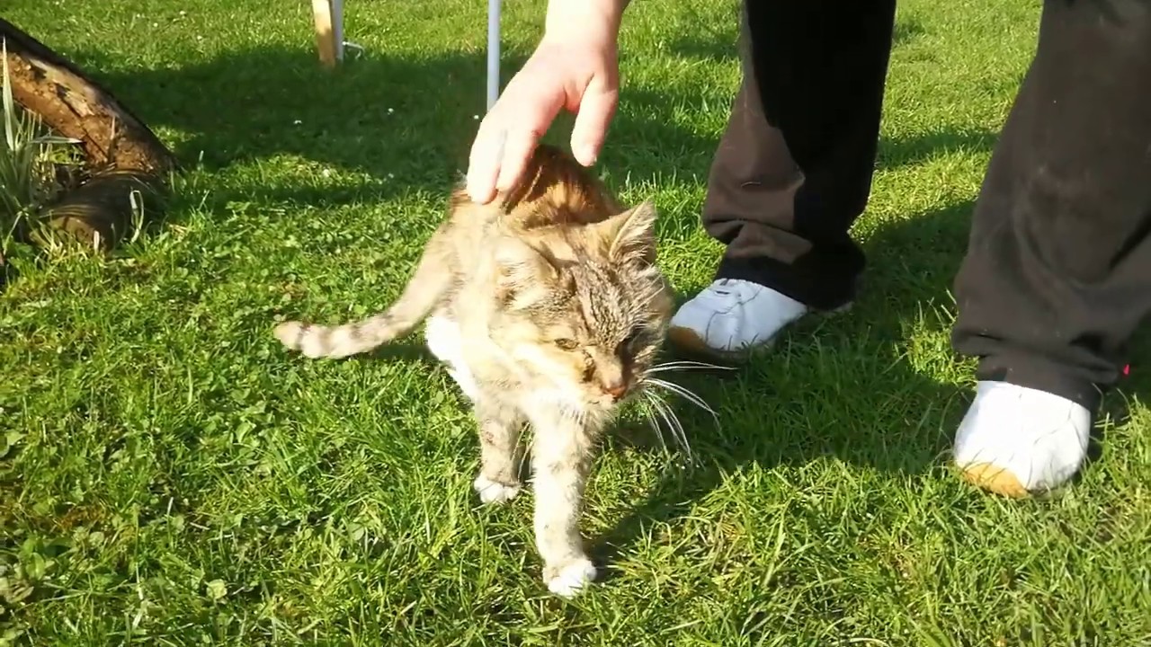 Katzenhilfe Karlsruhe e.V. - Gute Reise über die Regenbogenbrücke, kleine Cindy!