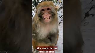 Download lagu viral monyet tertawa terbahak-bahak mp3 Download lagu viral monyet tertawa terbahak-bahak mp3