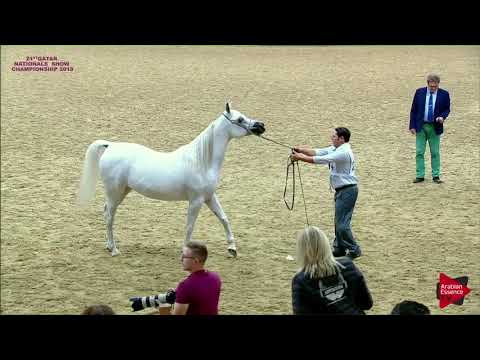 N.294 SALOMEH - 21st Qatar National 2018