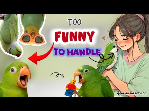 Les moments les plus drôles des perroquets ! 🦜🤣 | vous n'arrêterez pas de parler, danser hilarant perroquets compilation |