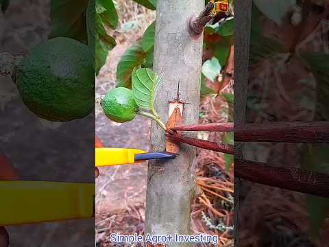 Guava fruit  grafting ✔ technique #satisfying #garden #nature #shorts