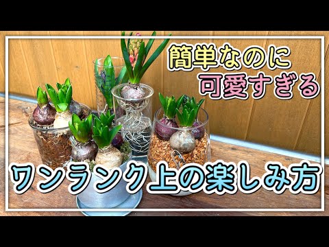 鉢植えのヒヤシンスの手入れ：この崇高な花を室内で植え、水をやり、咲かせる方法は？  庭園