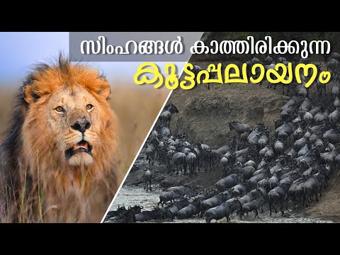 മൃഗങ്ങളുടെ കൂട്ടപ്പലായനം | Great Migration in Africa | Lion story in Masai Mara