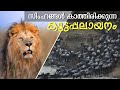 മൃഗങ്ങളുടെ കൂട്ടപ്പലായനം Great Migration In Africa Lio