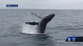 14th annual whale fest happens in Monterey