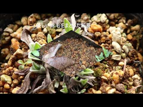 園芸 エーデルワイス