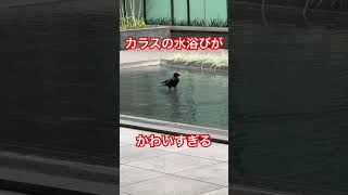 カラスの水浴びがかわいすぎる