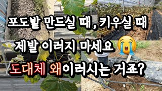 샤인머스켓 포도밭 개원하실때, 키우실때 제발 이러지 마세요 