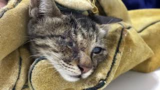 [認養] ［認養］大家好，我是啾咪小妹