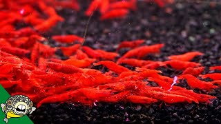 L.R. Bretz's Aquatics Fish Room Tour! Shrimp Breeding! Rainbowfish!