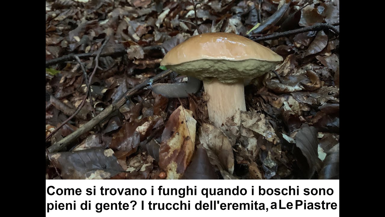 Come si trovano i funghi porcini quando i boschi sono pieni di gente Il trucco segreto dell'Eremita