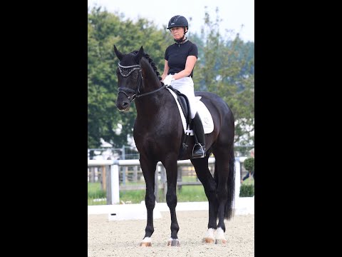 BIRKHOF'S BOHEMIAN & Nicole Casper - 2. Sichtung z. WM der Jungen Dressurpferde 2021