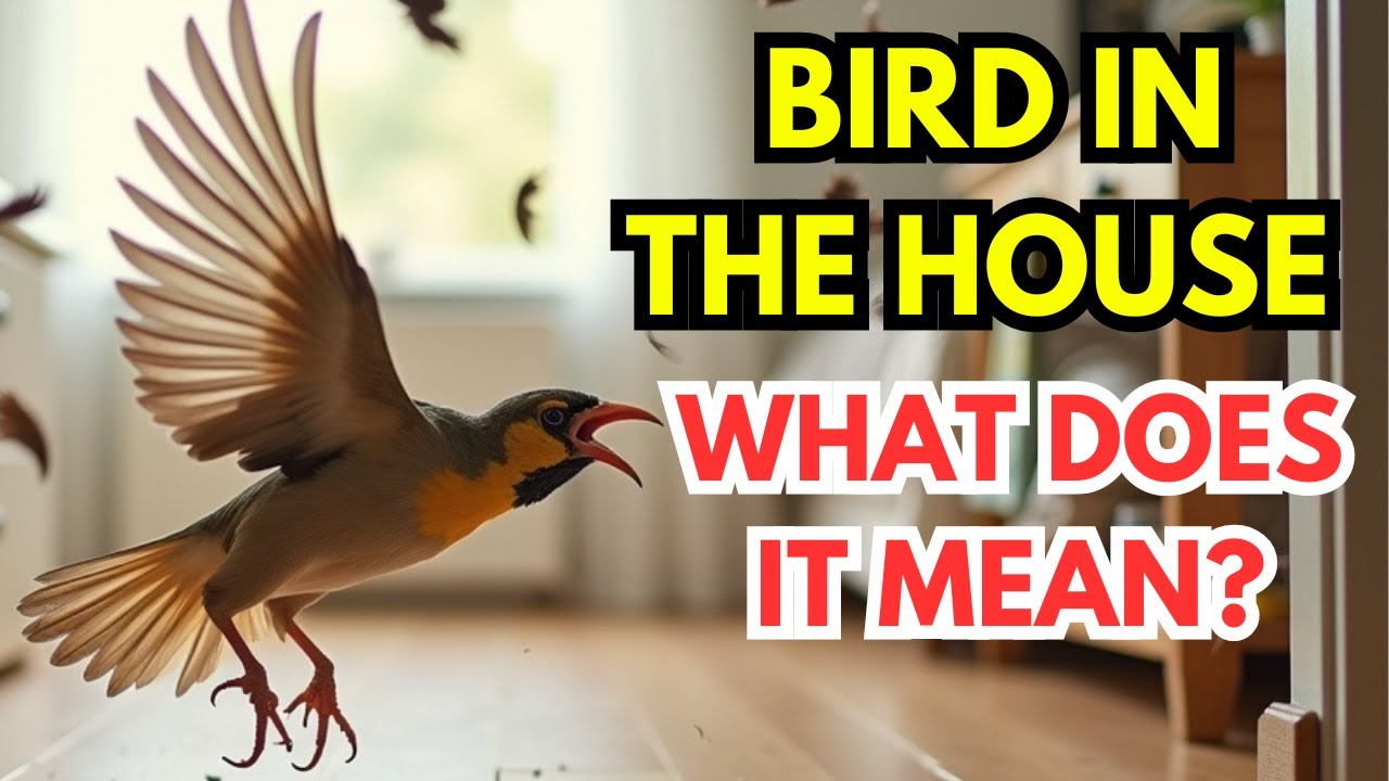 Birds Suddenly Flying into Your House: Bringing Wealth or Misfortune? Watch Now to Avoid Trouble