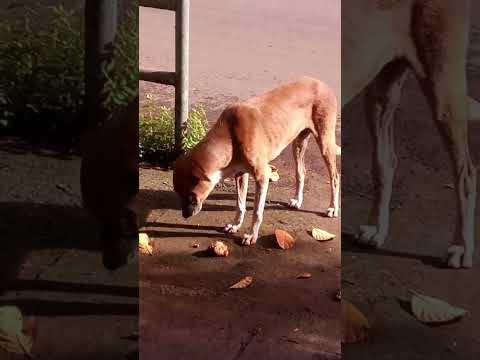 Cute Dog Funny video Part 3 #shorts #trending #amazing #dog #funny