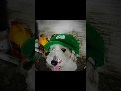 Curly #freefire #lentils #humor #edit #xd #memes #dance #shorts #parati #memes #viral #video #sigma