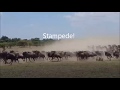 Stampede Wildebeest Run From Lions In The Maasai Mara