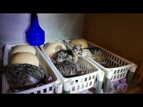 Straußenküken schlüpfen