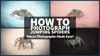 How to Photograph Jumping Spiders - Macro Photography Made Easy!