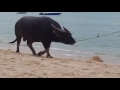 Okse På Stranden WHAT