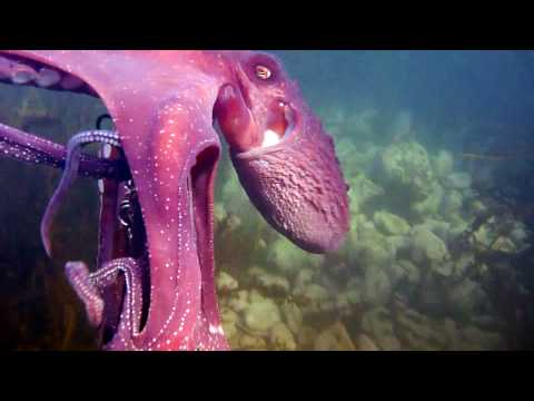 The Octopus Thief  - Amazing Encounter!