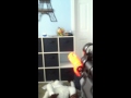 Shotgun Slow Motion 1x 2x 4x 8x