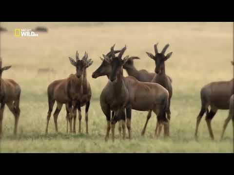 National Geographic Documentary   The Greatest Apex Predators on Earth   New Documentary 2022 HD