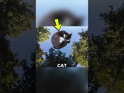 Crow doing pushups?