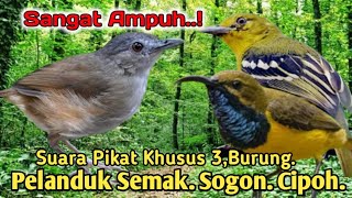 Download lagu PALING AMPUH.‼️ SUARA PIKAT BURUNG PELANDUK SEMAK. SOGON. CIPOH.. mp3