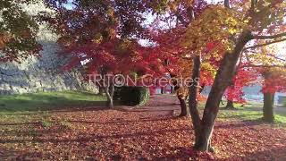 鶴山公園 紅葉 #03