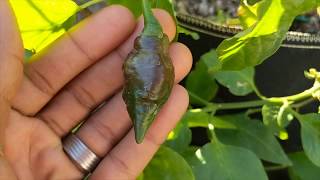 2018 Hot Pepper growing season in Phoenix Arizona - Part 8.5