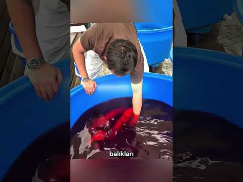 🐠 Herkes Balıkların Bittiğini Sandı… Ama Gerçek Çok Farklıydı! ✨