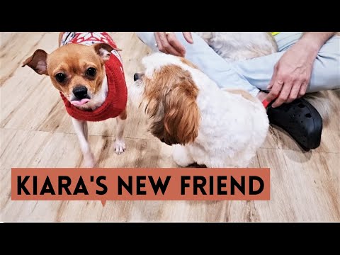 Our puppies making new friends | Puppies got new haircut | Kiara making new friends