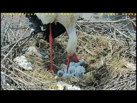 Dumbravioara 24.05.15