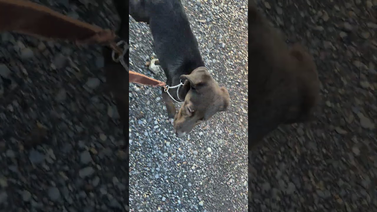 Enlarge Mojo, a ADOPTABLE mixed breed in Amissville, VA video 3/3