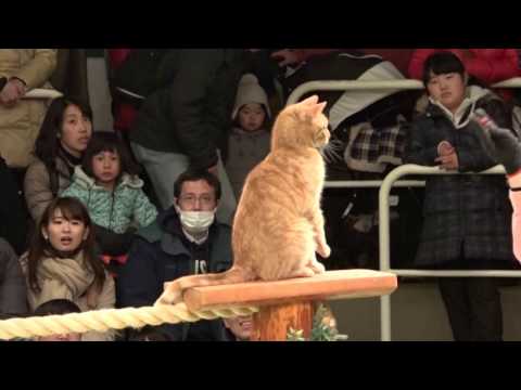 なかなか見れない猫によるショー　ザ・キャッツ　那須どうぶつ王国へ行って来ました！　2017年2月4日