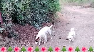 Guy Comes Home From Work With A Stray Dog |The Dodos, 🥰 aakn