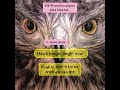Hawk Magic Begin Now Hawkmagicbeginnow Hawk