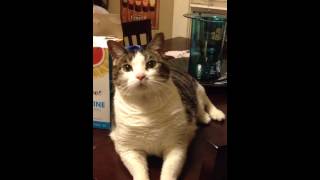 Download lagu Cat says I love you! mp3 Download lagu Cat says I love you! mp3