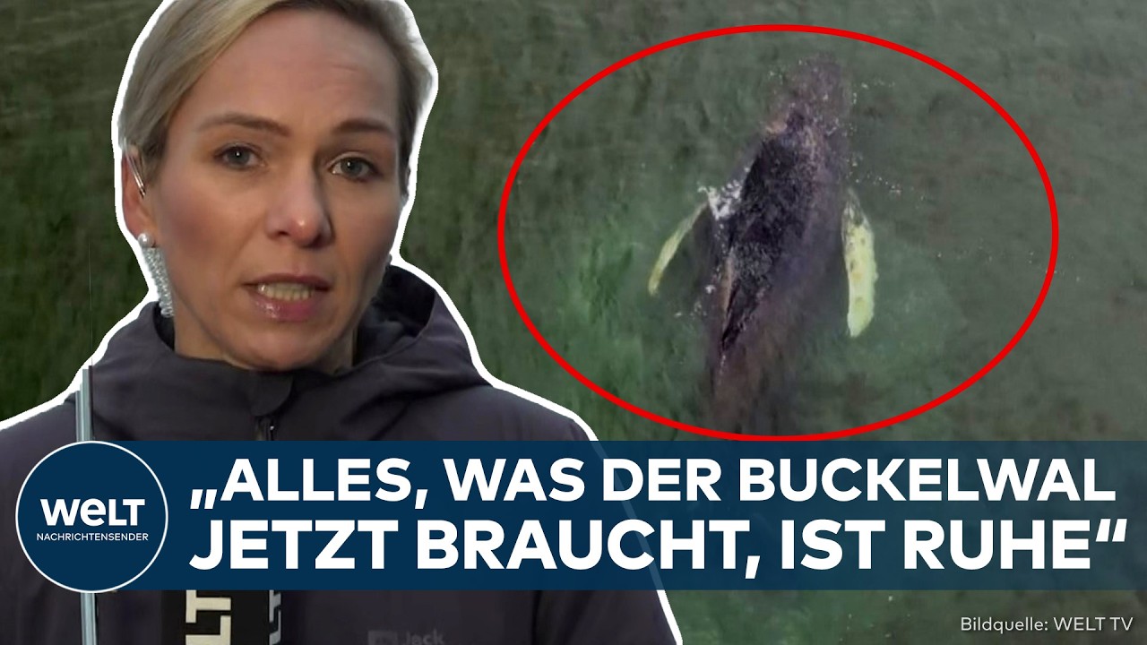 OSTSEE: Ebbe bringt Buckelwal in Schwierigkeiten! Kann sich"Timmy" noch aus eigener Kraft befreien?