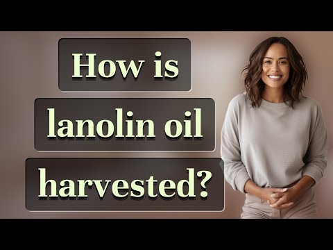 How is lanolin oil harvested?