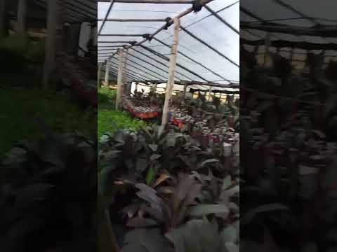 Vivero el Ceibo Loreto Corrientes