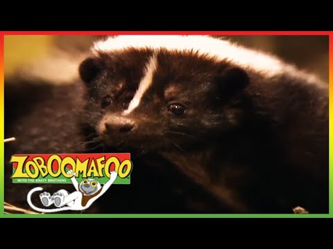 🐵🐒 Zoboomafoo 139 | Stinky | Animal shows for kids | Top Full Episode | HD 🐵🐒