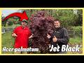 Acer Palmatum Jet Black Deep Dark Black Japanese Maple