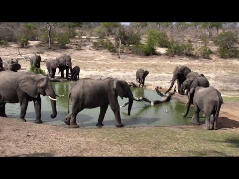 Djuma: Breeding herd of Elephants - 15:07 - 11/19/18