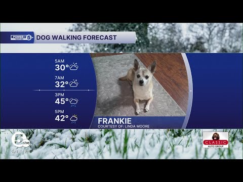 Meet Frankie! - YouTube
